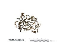 藏品(日本簑苔)的圖片